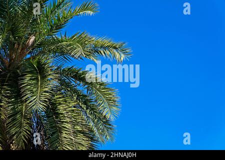 Dater les feuilles de palmier et le ciel bleu Banque D'Images