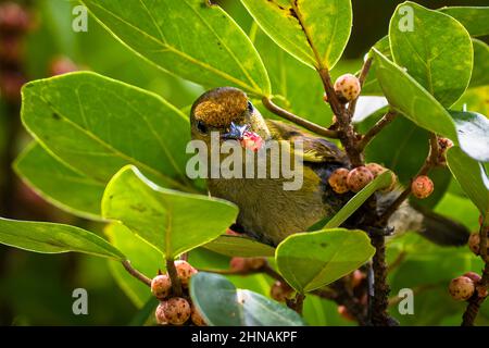 Petits oiseaux tropicaux qui se nourrissent d'un arbre figuier à pêche à la ligne Banque D'Images