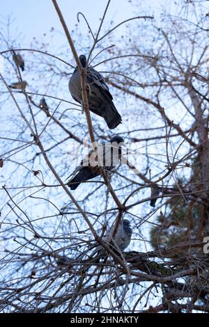 pigeons montés sur un arbre au crépuscule Banque D'Images