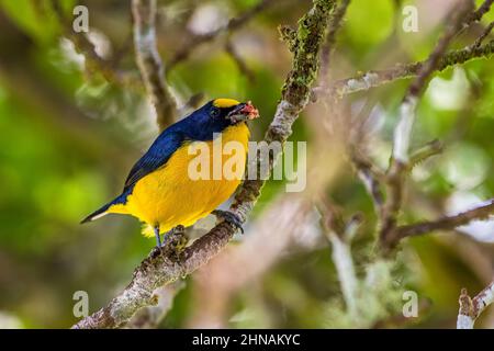 Euphonia à bec épais alimentant le fruit d'un arbre de figuiers à pêche à la ligne Banque D'Images