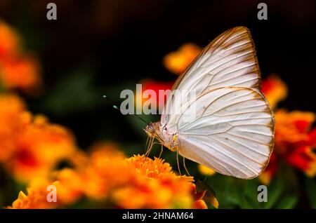 Grand papillon blanc du sud - Ascia - image prise au Panama Banque D'Images