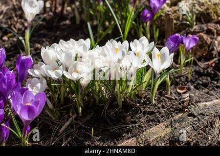 crocus blancs dans le jardin du début du printemps. Atmosphère de printemps. Jardin fleuri. Sunny day.Close-up florissant crocus Ruby Giant sur fond naturel. Doux Banque D'Images