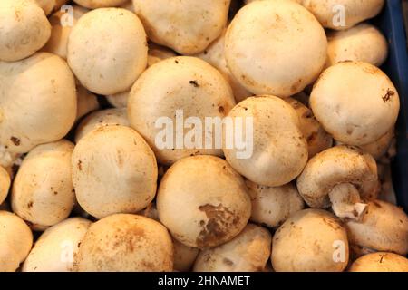 Champignons sur le marché de la Boqueria à Barcelone, Espagne Banque D'Images