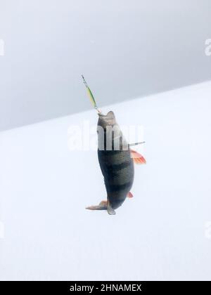 Trophée pêche en hiver - perches fraîchement pêchées sur la glace. Perche russe, pêche d'hiver, poisson fraîchement pêché Banque D'Images