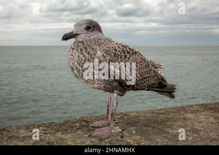 Un jeune harengs sur le sentier côtier de Bridlington, East Yorkshire, Royaume-Uni. Banque D'Images