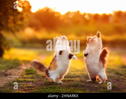 les adorables amis molletonnés de chats identiques attrapent un papillon volant avec leurs pattes sur un pré ensoleillé d'été Banque D'Images