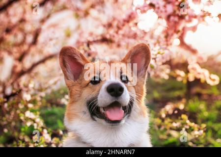 portrait d'un adorable chien de corgi souriant dans un jardin ensoleillé fleuri au printemps Banque D'Images