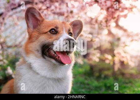 portrait d'un chien de corgi souriant dans un jardin ensoleillé fleuri au printemps Banque D'Images