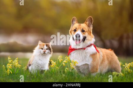 mignon doux amis chat et chiot corgi pembroke marcher sur une prairie ensoleillée en fleurs Banque D'Images