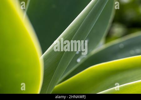 Agave attenuata, détails de la nature, plante de queue de renard, macrophotographie. Banque D'Images