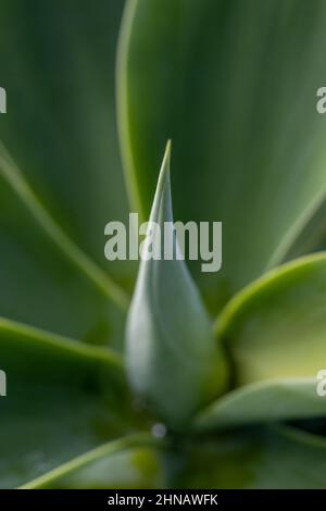 Agave attenuata, détails de la nature, plante de queue de renard, macrophotographie. Banque D'Images