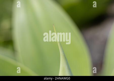 Agave attenuata, détails de la nature, plante de queue de renard, macrophotographie. Banque D'Images