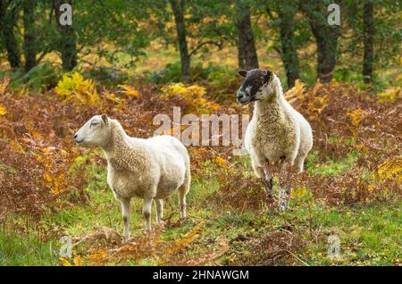 La mule des Highlands et son agneau bien cultivé se tenaient dans un saumâtre doré coloré et regardée vers la gauche. Glen Strathfarrar dans les Highlands d'Écosse. Banque D'Images