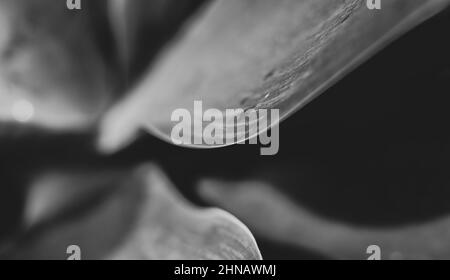 Agave attenuata, détails de la nature, plante de queue de renard, macrophotographie. Banque D'Images