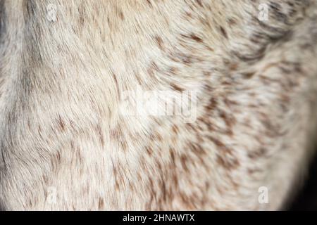 Gros plan sur les cheveux de cheval, détails blancs et bruns, photo macro. Banque D'Images