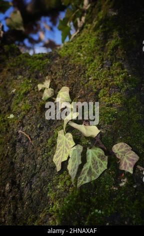 Gros plan sur Ivy grandir sur le tronc d'arbre Banque D'Images