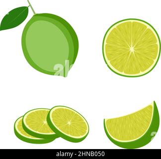 Lime, fruit entier, demi-et tranches, illustration vectorielle Illustration de Vecteur
