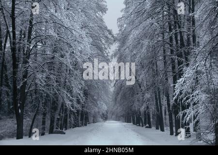 Allée d'arbres enneigés dans un parc d'hiver Banque D'Images