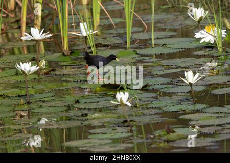 Black Crake marchant sur la végétation aquatique dans l'étang, la Gambie Banque D'Images