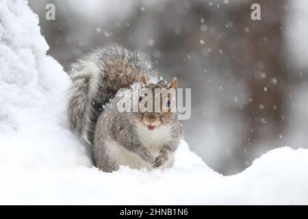 Écureuil gris de l'est Sciurus carolinensis par une journée enneigée en hiver Banque D'Images