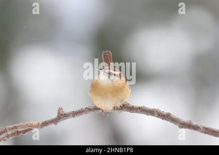 Caroline wren Thryothorus ludovicianus perching sur une branche en hiver Banque D'Images