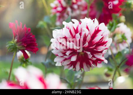Dahlia rouge et blanc à rayures dans le jardin aux fleurs Banque D'Images