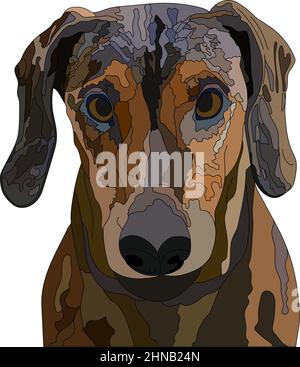 Chien Kurzhaar isolé sur un fond blanc. Illustration vectorielle. Chien créepy Kurzhaar dessiné à la main. Illustration de Vecteur