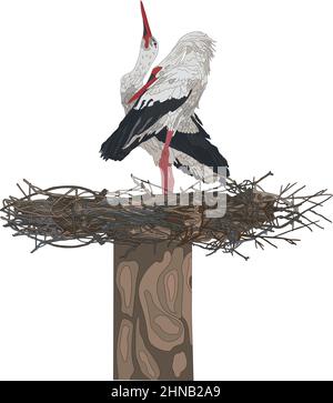 Une paire de cigognes dans un nid. Storks gris et blanc sur fond blanc. Illustration vectorielle, objets d'isolation. Illustration de Vecteur