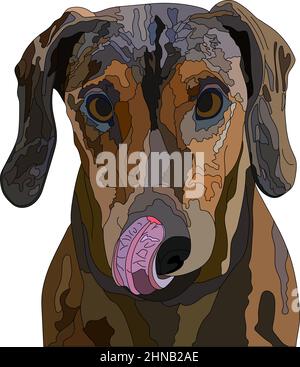 Chien Kurzhaar isolé sur un fond blanc. Illustration vectorielle. Chien créepy Kurzhaar dessiné à la main. Illustration de Vecteur