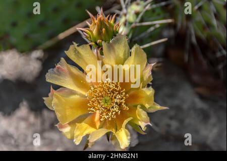 Gros plan d'une fleur de ficus-indica d'Opuntia dans le jardin botanique de Dresde, Saxe, Allemagne Banque D'Images
