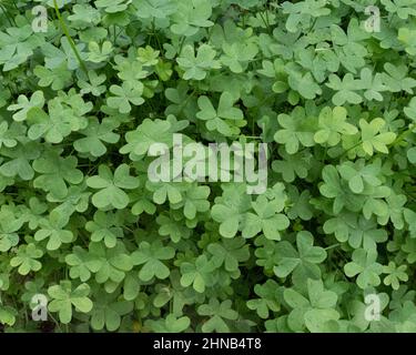 Des feuilles de trèfle fraîches vertes comme arrière-plan. Saint-Patrick Banque D'Images