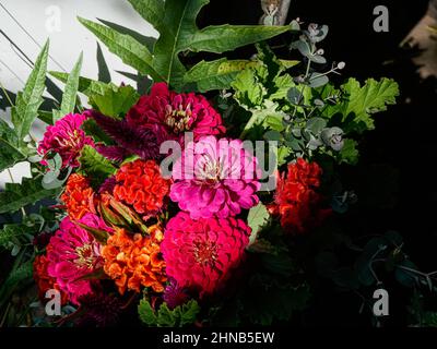 Bouquet de zinnies rouges et roses aux couleurs vives et de feuilles vertes rassemblées sur une ferme de fleurs. Banque D'Images