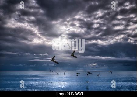 Oiseaux volant au-dessus de l'océan Banque D'Images