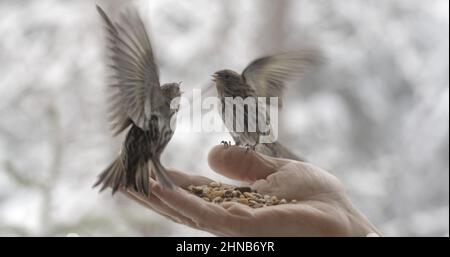 Deux pins de siskins se battent sur la nourriture sur une main en hiver. Banque D'Images