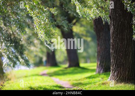 Saules blancs (Salix alba var. Sericea 'Sibirica') dans le parc. Se concentrer sur le tronc de l'arbre de premier plan. Faible profondeur de champ. Banque D'Images