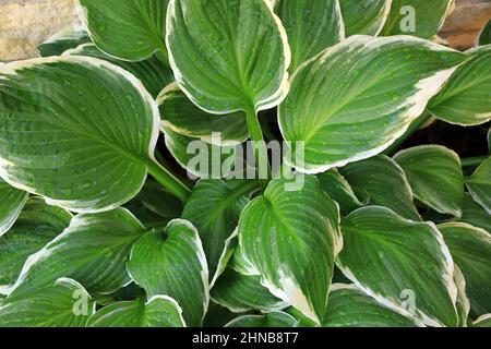 HostA, 'Zager's White Edge Hosta' qui grandit dans un jardin de printemps. Banque D'Images