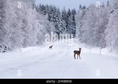 Deux chevreuils (Capranolus capranolus) sur une route enneigée d'hiver. Banque D'Images