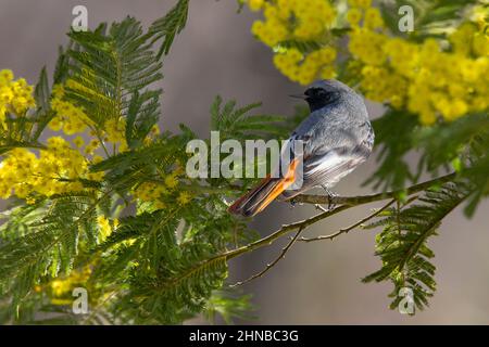 Black redstart sur la branche de Mimosa Banque D'Images