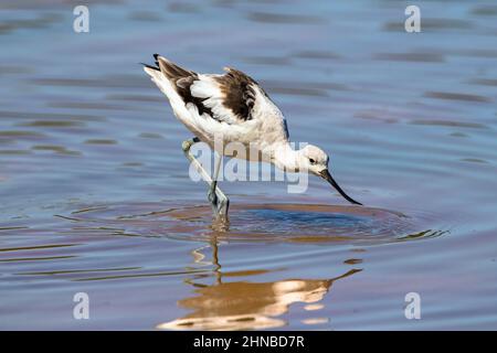 Gros plan d'un Avocet américain qui se forge dans les eaux bleues dans un plumage plus léger pendant la saison de non-reproduction. Banque D'Images