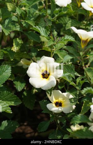 Turnera subulata (également appelé yolanda, Turnera subulata, coupe de beurre blanc, aulne de soufre, fleur de politicien, turnera aux yeux foncés, aulne blanc) fleur. Banque D'Images