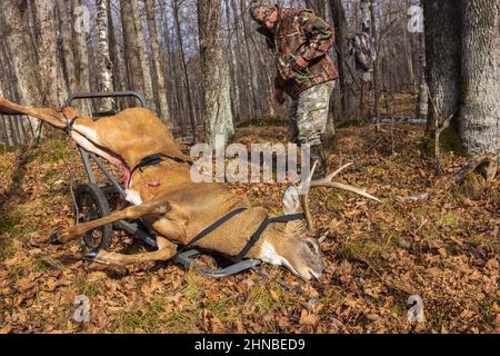 Chasseur avec un trophée buck tiré pendant la saison de l'arc dans le nord du Wisconsin. Banque D'Images