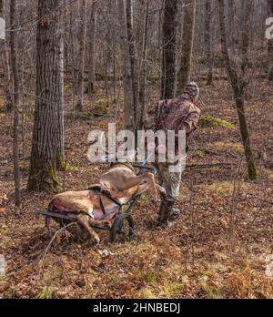 Chasseur avec un trophée buck tiré pendant la saison de l'arc dans le nord du Wisconsin. Banque D'Images