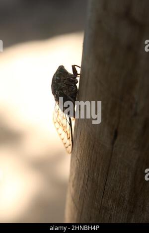 salvador, bahia, brésil - 10 février 2022 : insecte Cicada - Cicadidae - perché sur un arbre dans la ville de Salvador. Banque D'Images