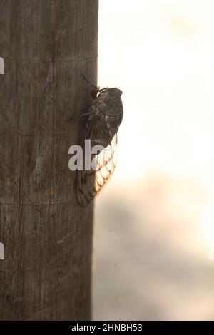 salvador, bahia, brésil - 10 février 2022 : insecte Cicada - Cicadidae - perché sur un arbre dans la ville de Salvador. Banque D'Images