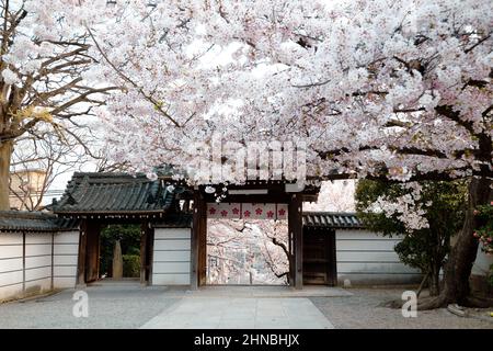 Domyoji Tenmangu Shrine fleurs de cerisier à Osaka, Japon Banque D'Images