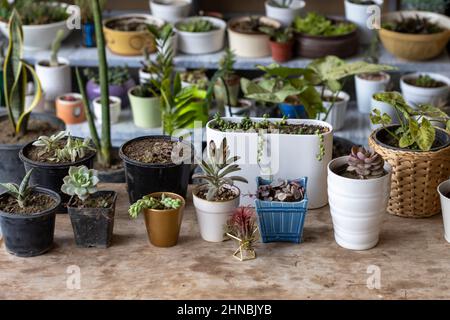 Succulents et jardin de cactus avec espace de copie Banque D'Images