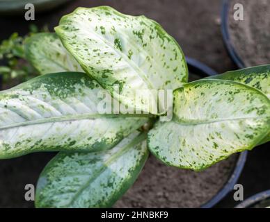 Dieffenbachia plante de canne muette avec arrière-plan flou Banque D'Images