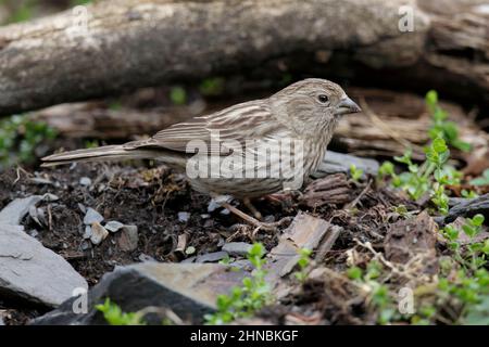 Magnifique Rosefinch (Carpodacus pulcherrimus), femelle, Meilixueshan, province nord-ouest du Yunnan, Chine 4th mai 2011 Banque D'Images