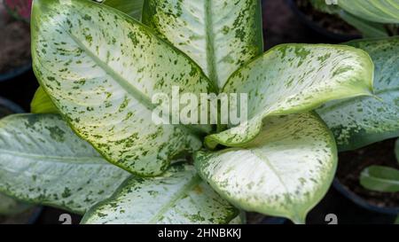 Dieffenbachia muet canne plante vue de dessus d'angle Banque D'Images