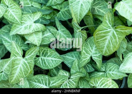 Syngonium avec feuilles vertes pour un fond naturel Banque D'Images